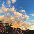 Floral Sunset