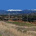 Snowcapped Saddleback